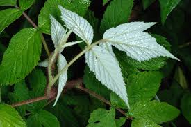Attēlu rezultāti vaicājumam “Rubus idaeus leaf”