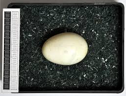 Attēlu rezultāti vaicājumam “Dryocopus martius nest”