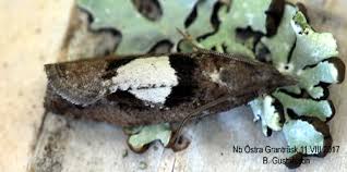 Attēlu rezultāti vaicājumam “Epinotia brunnichana”