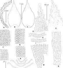 Attēlu rezultāti vaicājumam “Hedwigia ciliata sporophyte”