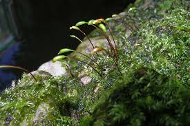 Attēlu rezultāti vaicājumam “Leptodictyum riparium sporophyte”
