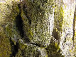 Attēlu rezultāti vaicājumam “Calicium viride”