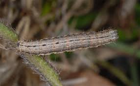 Attēlu rezultāti vaicājumam “Camptogramma bilineata”