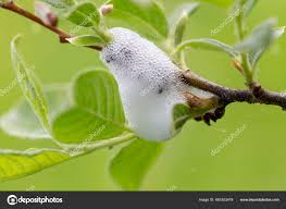 Attēlu rezultāti vaicājumam “Aphrophoridae nymph”