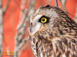 Attēlu rezultāti vaicājumam “Asio flammeus adult”