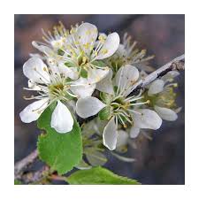 Attēlu rezultāti vaicājumam “Prunus (plum-tree) flower”