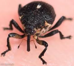 Attēlu rezultāti vaicājumam “Mononychus punctumalbum”