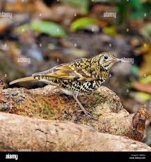 Image result for Zoothera dauma