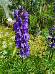 Image result for Aconitum napellus