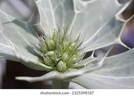 Attēlu rezultāti vaicājumam “Eryngium maritimum bud”