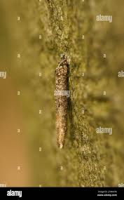 Attēlu rezultāti vaicājumam “Taleporia tubulosa”