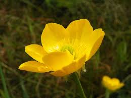 Attēlu rezultāti vaicājumam “Ranunculus bulbosus”