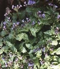 Image result for Pulmonaria officinalis
