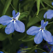 Attēlu rezultāti vaicājumam “Lobelia erinus flower”