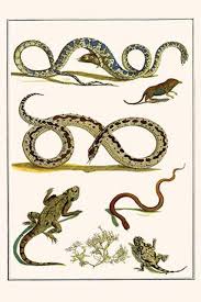 Attēlu rezultāti vaicājumam “Serpentes”