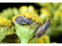 Attēlu rezultāti vaicājumam “Nithecus jacobaeae”