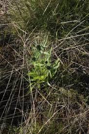 Attēlu rezultāti vaicājumam “Gnaphalium sylvaticum leaf”