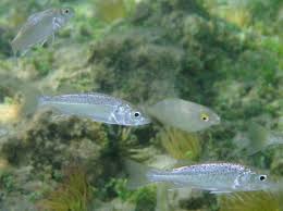 Image result for Dicentrarchus labrax