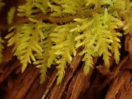 Attēlu rezultāti vaicājumam “Thuidium”