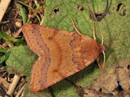 Attēlu rezultāti vaicājumam “Agrochola helvola”