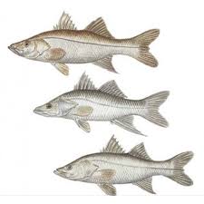 Image result for Centropomus parallelus