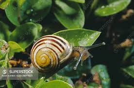 Attēlu rezultāti vaicājumam “Cepaea hortensis”