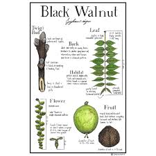 Attēlu rezultāti vaicājumam “Juglans x sinensis fruit”