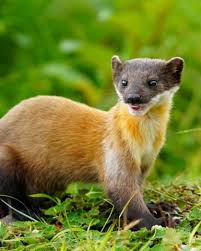 Attēlu rezultāti vaicājumam “Martes martes”