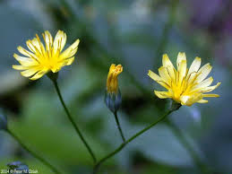 Attēlu rezultāti vaicājumam “Lapsana communis leaf”
