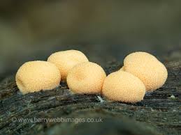 Attēlu rezultāti vaicājumam “Lycogala roseosporum”