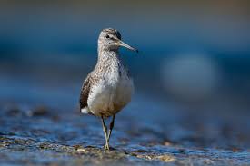 Attēlu rezultāti vaicājumam “Tringa ochropus”