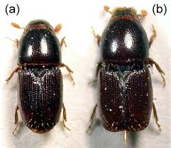 Attēlu rezultāti vaicājumam “Scolytus scolytus, Scolytus multistriatus”