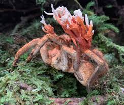 Attēlu rezultāti vaicājumam “Cordyceps polyarthra”