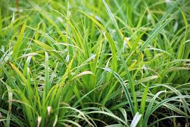Attēlu rezultāti vaicājumam “Scirpus sylvaticus fruit”