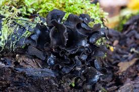 Attēlu rezultāti vaicājumam “Ionomidotis irregularis”