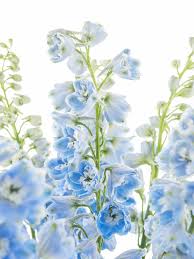 Image result for Rittersporn