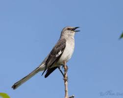 Image result for Mimus polyglottos