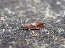 Attēlu rezultāti vaicājumam “Dichrorampha simpliciana”