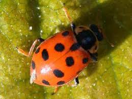 Attēlu rezultāti vaicājumam “Hippodamia tredecimpunctata”