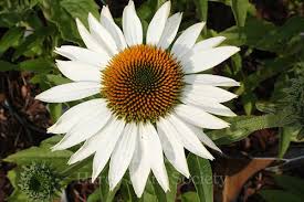 Attēlu rezultāti vaicājumam “Achillea salicifolia flower”