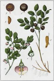 Attēlu rezultāti vaicājumam “Vaccinium myrtillus”