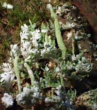 Attēlu rezultāti vaicājumam “Cladonia ochrochlora”
