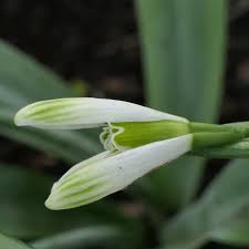 Attēlu rezultāti vaicājumam “Galanthus nivalis bud”