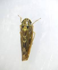 Attēlu rezultāti vaicājumam “Lamprotettix nitidulus”