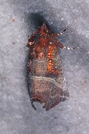 Attēlu rezultāti vaicājumam “Scoliopteryx libatrix”