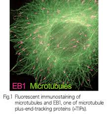 Attēlu rezultāti vaicājumam “Bryum funkii cells”