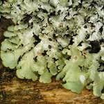 Attēlu rezultāti vaicājumam “Cetrelia olivetorum”