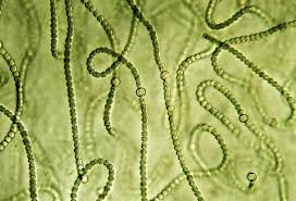 Attēlu rezultāti vaicājumam “Nostoc commune”