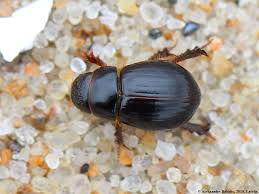 Attēlu rezultāti vaicājumam “Aegialia arenaria”