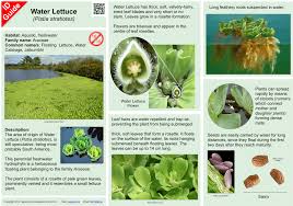 Attēlu rezultāti vaicājumam “Pistia stratiotes leaf”